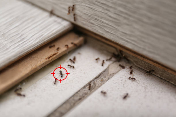 Best Emergency Pest Control  in Williston, ND