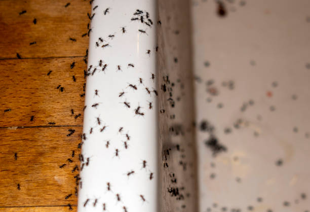 Best Local Pest Control Services  in Williston, ND