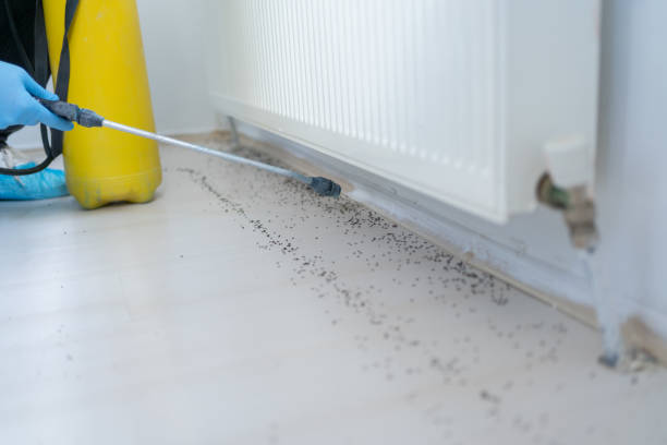 Best Affordable Pest Control Services  in Williston, ND