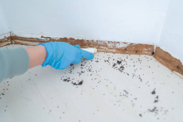 Best Insect Control  in Williston, ND